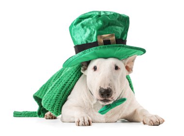 Leprikon şapkalı, yeşil kazaklı ve beyaz arka planda papyon takan sevimli Boğa Teriyeri köpeği. Aziz Patrick Günü kutlaması