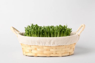 Hasır sepet, gri arka planda taze mikro yeşil.
