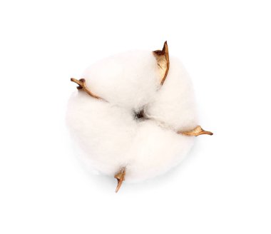 Beyaz arkaplanda yalıtılmış güzel pamuk çiçeği
