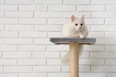 Beyaz tuğla duvarın yanındaki kazıma kazığında yatan sevimli kedi.