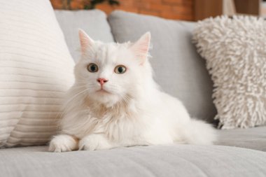 Evdeki kanepede sevimli beyaz kedi, yakın çekim.