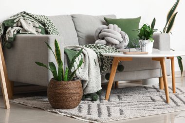 Oturma odasının içinde kanepe, masa ve Sansevieria bitkileri var.