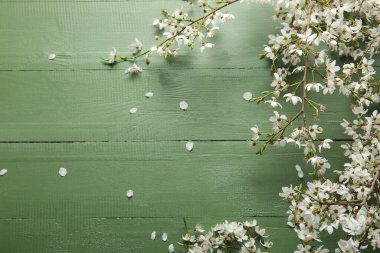 Yeşil ahşap arka planda güzel ağaç dalları