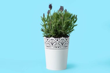 Mavi arkaplanda lavantalı tencere