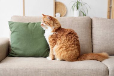 Evdeki gri kanepede oturan sevimli kedi.