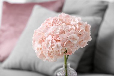 Oturma odasında pembe ortanca çiçekli vazo, yakın plan.