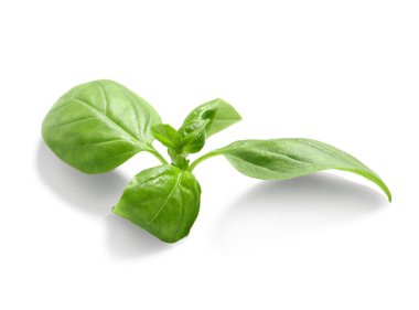 Beyaz arkaplanda taze fesleğen yaprakları