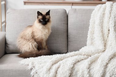 Oturma odasındaki gri kanepede oturan sevimli Taylandlı kedi.