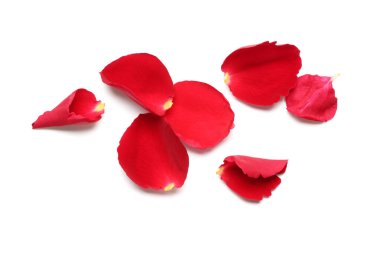 Beyaz arkaplanda kırmızı gül yaprakları