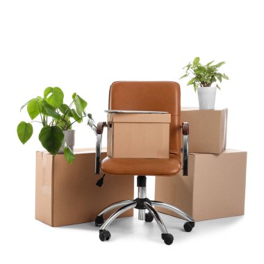 Karton kutulu sandalye ve beyaz arka planda ev bitkileri. Ofis taşıma günü konsepti