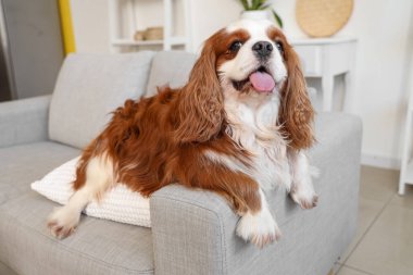 Şirin süvari Kral Charles evinde kanepede uzanmış yastıklı spaniel.