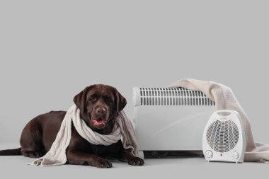 Sıcak atkısı ve gri arka planda elektrikli ısıtıcısı olan şirin Labrador köpeği.
