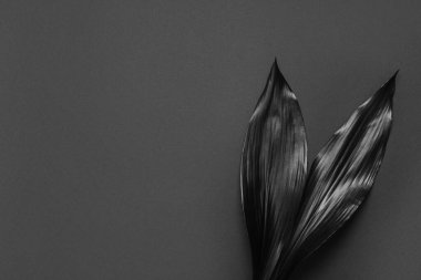 Koyu arkaplanda siyah yapraklar, yakın plan