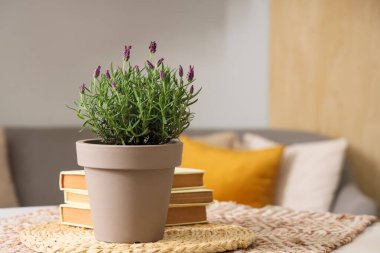 Güzel lavanta çiçekli tencere ve şık oturma odasındaki masada kitaplar, yakın plan.