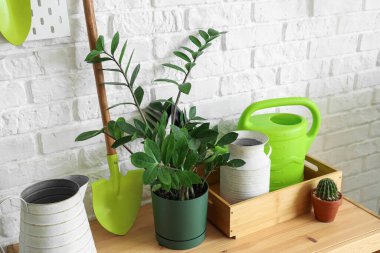 Atölyede bitkilerle birlikte bahçe aletleri.