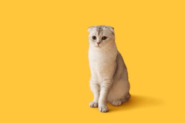 Sarı arka planda oturan şirin İskoç kedisi