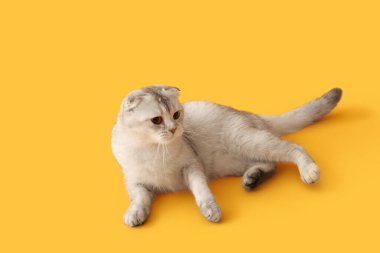 Sarı arka planda yatan şirin İskoç kedisi