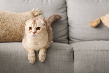 Şirin İskoç kedisi evdeki kanepede yatıyor.