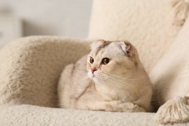 Şirin İskoç kedisi, evdeki koltukta uzanıyor, yakın plan.