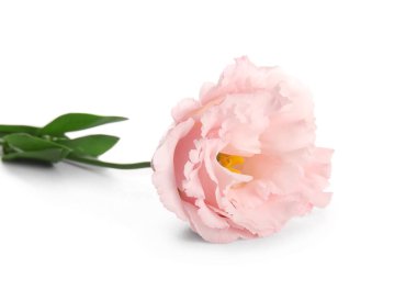 Güzel pembe Eustoma çiçeği beyaz arkaplanda izole edilmiş, yakın plan.