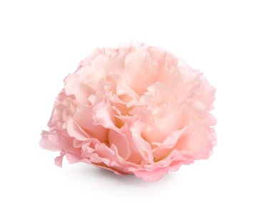 Beyaz arkaplanda izole edilmiş güzel östoma çiçeği, yakın plan.