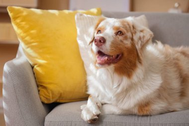 Tatlı Avustralyalı çoban köpeği sonbahar günü evde uzanıyor, yakın plan.