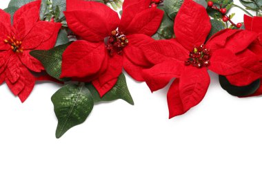 Noel çiçekli kompozisyon noktasıbeyaz arkaplanda izole edilmiş, yakın plan