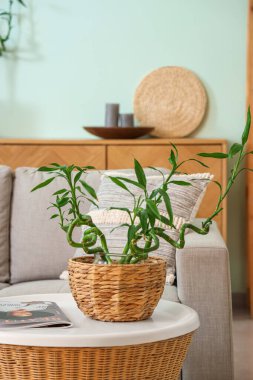 Oturma odasında bambu bitkisi olan rahat bir kanepe ve kahve masası.