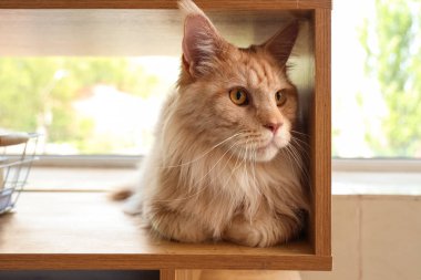 Sevimli bej rengi Maine Rakun kedisi evdeki ahşap rafta yatıyor.