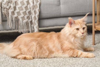 Oturma odasında halının üzerinde yatan sevimli Maine Rakunu kedisi.