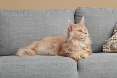 Oturma odasındaki kanepede yatan sevimli Maine Rakunu kedisi.