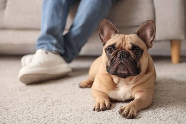 Evde sevimli bir Fransız bulldog 'u olan yakışıklı genç adam, yakın plan.