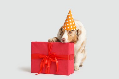 Parti şapkalı şirin Avustralyalı çoban köpeği. Gri arka planda doğum gününü kutluyor.