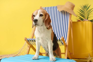 Sevimli Beagle köpeği sarı arka planda güverte sandalyesinin yanında oturuyor.