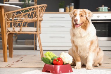 Tatlı Avustralya çoban köpeği ve evde sebzeli kase.