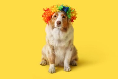 Sarı arka planda palyaço peruğu takmış şirin Avustralya çoban köpeği. Nisan 1 Kutlaması