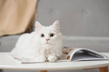Evde, masasında dergi olan sevimli beyaz kedi.