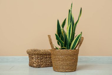 Güzel sansevieria bitkileri bej duvarın yanındaki tencerelerde