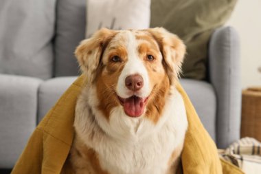Evinde battaniyeli şirin Avustralya çoban köpeği, yakın plan.