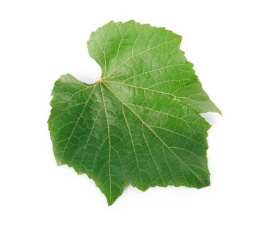 Beyaz arkaplanda yeşil üzüm yaprağı izole
