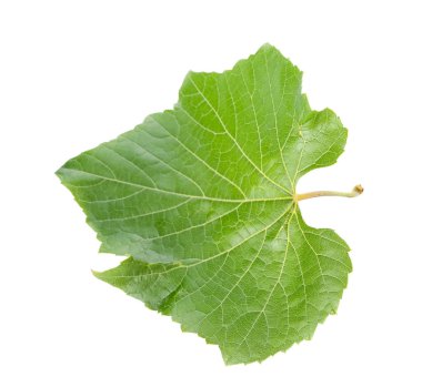 Beyaz arkaplanda yeşil üzüm yaprağı izole