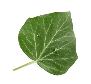 Beyaz arkaplanda izole edilmiş yeşil İngiliz sarmaşık yaprağı