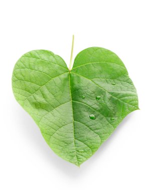 Beyaz zemin üzerinde su damlaları olan yeşil kırmızı tomurcuk ağacı yaprağı