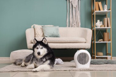 Modern elektrikli vantilatör ısıtıcısının yanında, şık oturma odasında yatan sevimli, iri kıyım bir köpek.