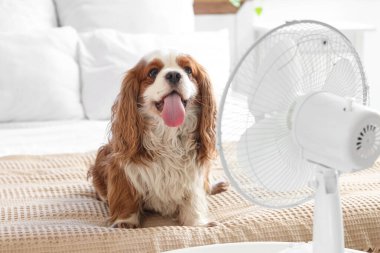 Komik köpek ve elektrikli vantilatör yatak odasında.