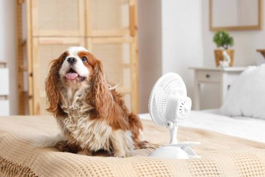 Komik köpek ve elektrikli vantilatör yatak odasında.