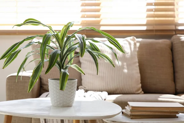 Rahat kahverengi kanepe ve oturma odasının penceresinin yanında çiçekli masalar, yakın çekim.