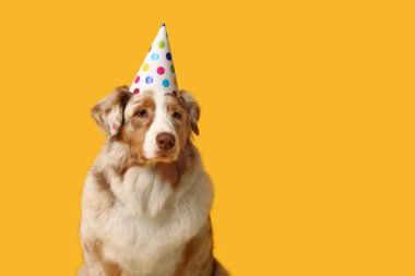 Sarı arka planda parti şapkalı şirin Avustralyalı çoban köpeği.