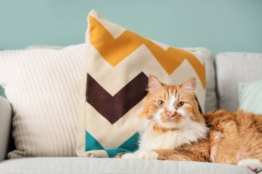 Yeşil duvarın yanındaki gri yastıklı sevimli pofuduk kedi