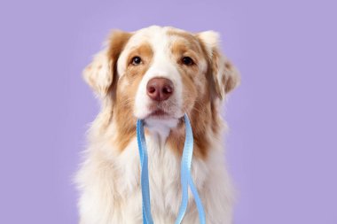 Leylak kaplama tasmalı şirin Avustralya çoban köpeği.